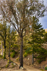 Redwood trees and spring flowers in Big Sur California