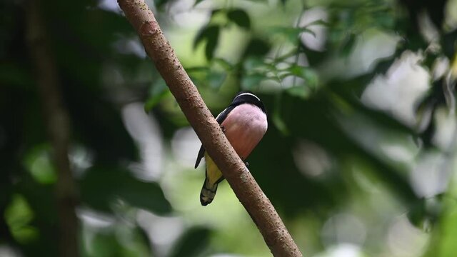 Black-and-yellow Broadbill, Eurylaimus ochromalus, Kaeng Krachan National Park; an individual perched on a diagonal branch, forest bokeh, looks around intensely and chirps.