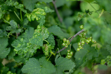 Greean Currant