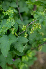 Greean Currant
