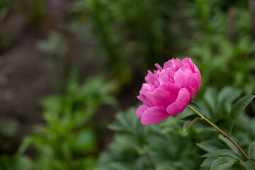 Pink peony