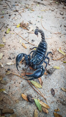 Black scorpion