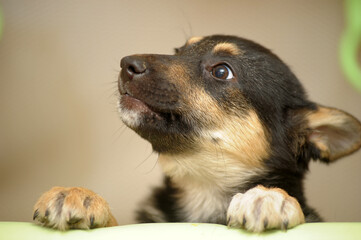 cute little brown and black mongrel puppy