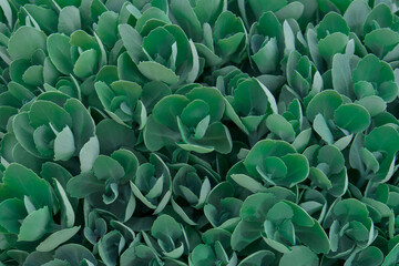 Photo of a plant with leaves wrapped in beautiful buds. Photo taken from above. Great texture that can be used as a photo background