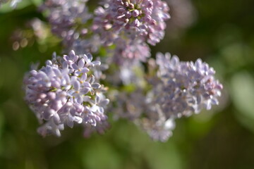 Tender purple lilac, blurred background