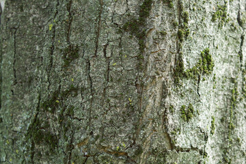photo of tree bark close-up. moss grows in places on the bark, which gives a beautiful texture. Selective focus photo, where the main focus is in the middle and there is a slight bokeh at the edges.