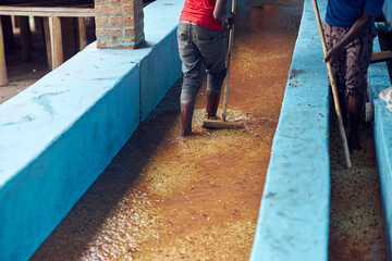 African workers are washing coffee at production center