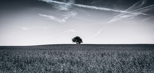 Panorama Poster vom Baum des Lebens - Auf einem großen, grünen Feld steht dieser einsame Baum unter einem strahlend blauem Himmel - Horizont mit einsamen Baum in monochrom schwarzweiss - obrazy, fototapety, plakaty