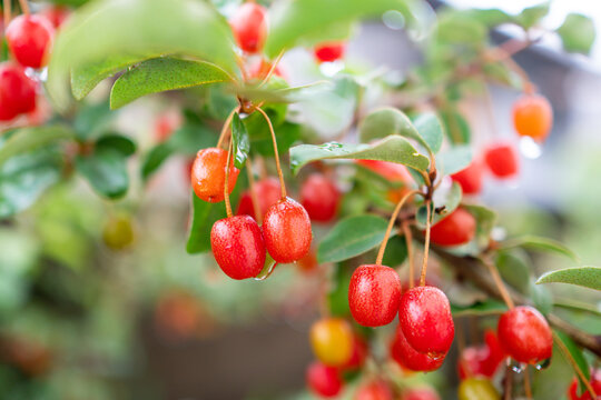 グミの実、ナツグミの木枝。Silverberry Oleasters	