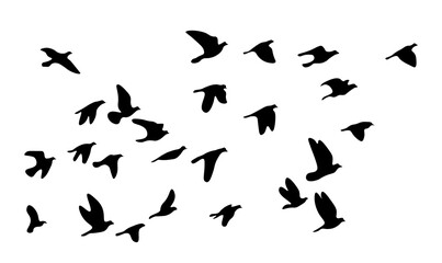 Fototapeta na wymiar Flock of flying birds. Vector silhouette birds, stock illustration