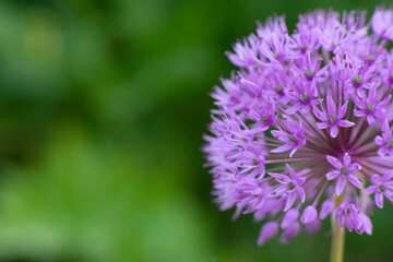Pflanzen im Garten. Lila Blüte