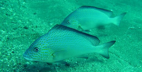 伊豆の海でダイビング中にコロダイのペアを見かけました。
