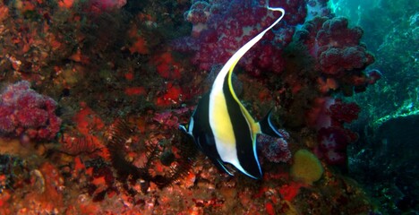 伊豆の海でダイビング中にツノダシを見かけました。