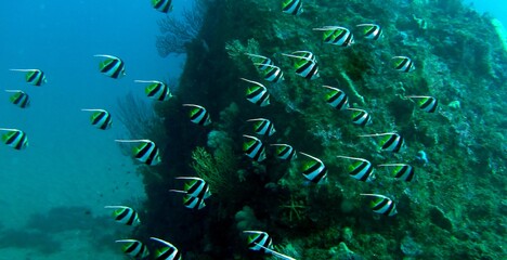 伊豆の海でダイビング中にムレハタタテダイの群れを見かけました。
