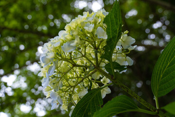 アジサイの花の裏側を覗いてみた
