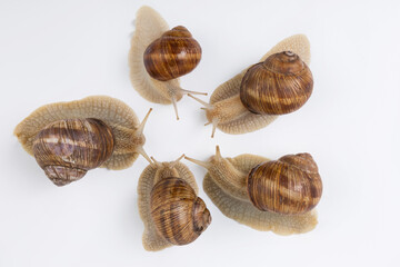 five large snails gathered in a circle, as if they are discussing something, concept, on a white...
