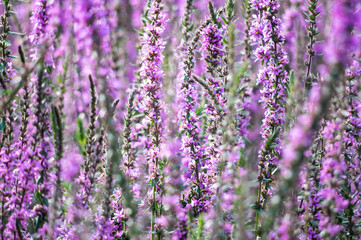 View of pink flowers