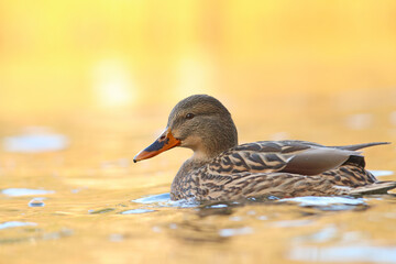 Stockente - Weibchen im besten Licht 