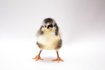 Cute young newborn chicken isolated on white background.