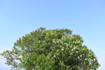 大きな木