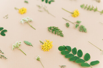 leaves and flowers on beige background close-up