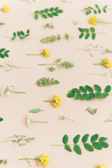 floral color background with plants and flowers natural pattern