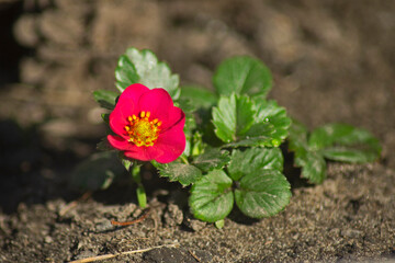 flower in the garden