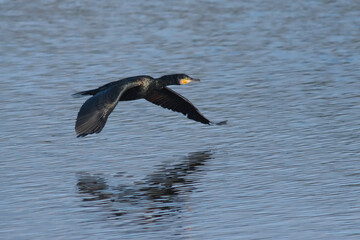 Atlantic cormorant flying over the water