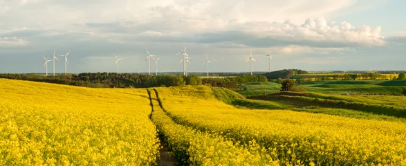 Fototapeten Blooming rapeseed, windmills and storm clouds - panorama of the agricultural landscape of Germany © Mike Mareen