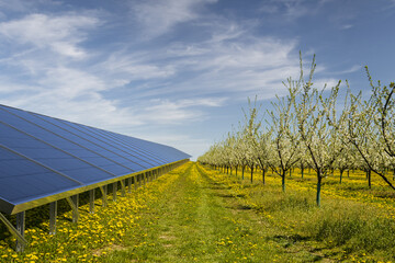 Solar panels in a flowering orchard