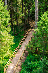 Wooden stairs going down in the middle of the forest