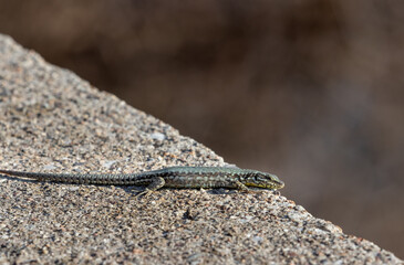 small lizard on stony surface close up ticino
