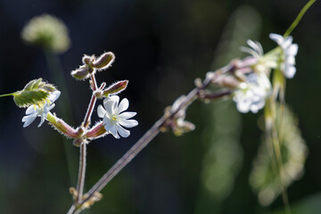 Gros plan sur des fleurs sauvages