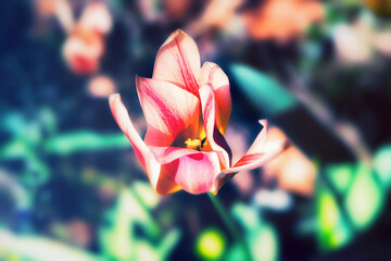 Stimmungsvolles Nahaufnahme einer Tulpe im farbenfrohes Blumenmeer aus Tulpen im Grugapark Essen -...