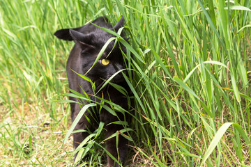 Black cat hiding and hunting in green grass outdoors in nature. Cat on the hunt