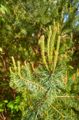 Close up picture of pine tree burgeons, selective focus.