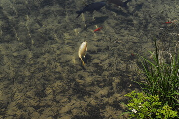 the back of a gold fish which is wagging its tail in the lake in the summer