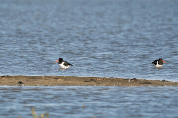 Two oystercatchers in the water. A strip of sand in the foreground. The birds with orange legs in...