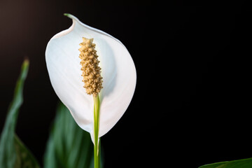 Beautiful white spathiphyllum flower blooms close-up.