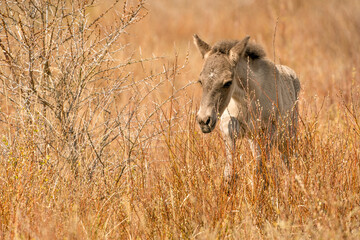 A playful Konik horse foal. The newborn is jumping in the golden reeds