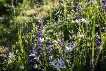 Obraz premium Gorgeous colorful meadow flowers on a sunny spring day.