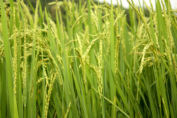 Paddy Rice Crop