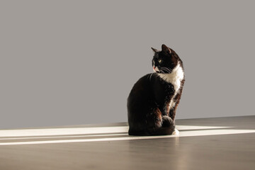 A funny cat sits in a beam of light and looks back.