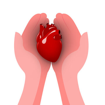 Graphic Illustration of Human Heart.