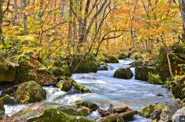 Naklejka na ściany i meble Oirase Stream in Autumn Season, Aomori prefecture of Japan.