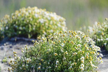 Fleurs sauvages en bord de mer