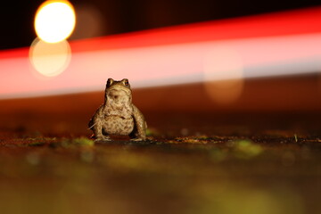 Krötenwanderung - Erdkröte - Bufo bufo - Nachtfotografie 