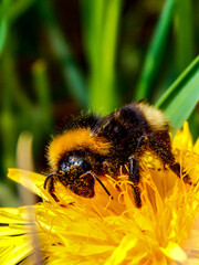 bee on flower