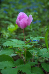 Pink crimean peony (Paeonia daurica) in the forest.