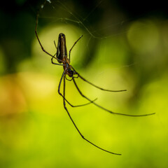pająk zwisający na pajęczynie pod rośliną - obrazy, fototapety, plakaty